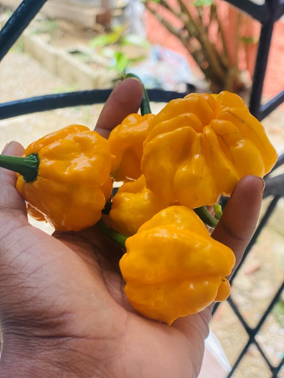Yellow scotch bonnet peppers