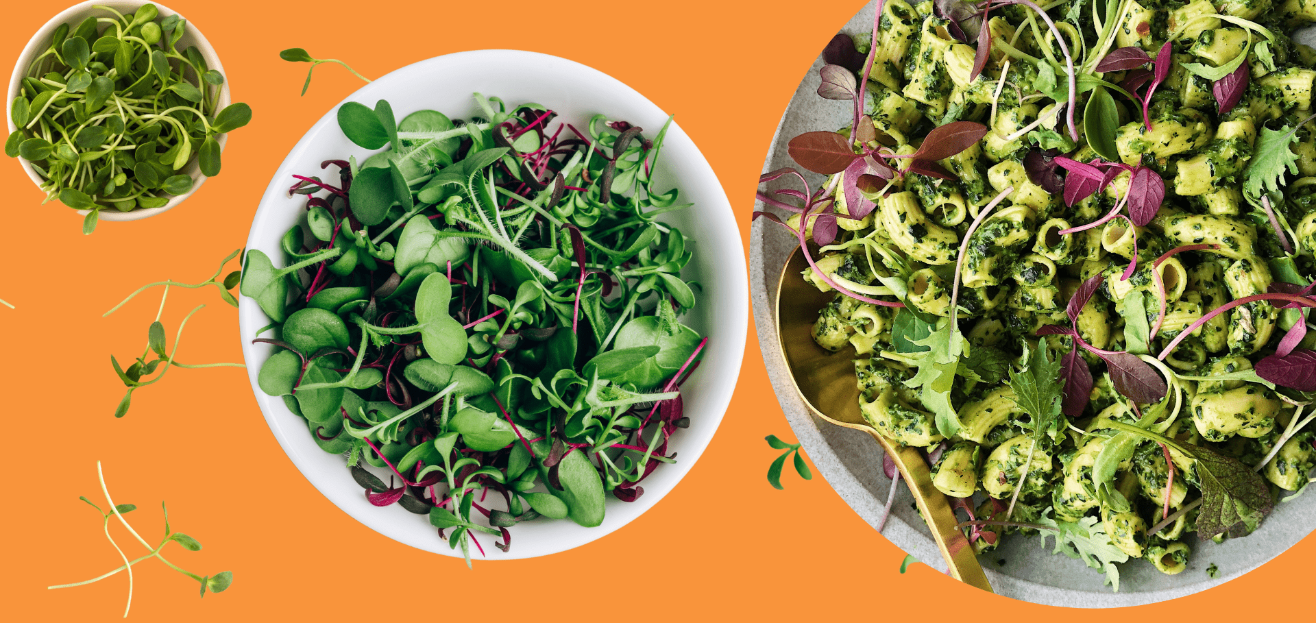 Wholesome microgreens wrap presentation on a plate,