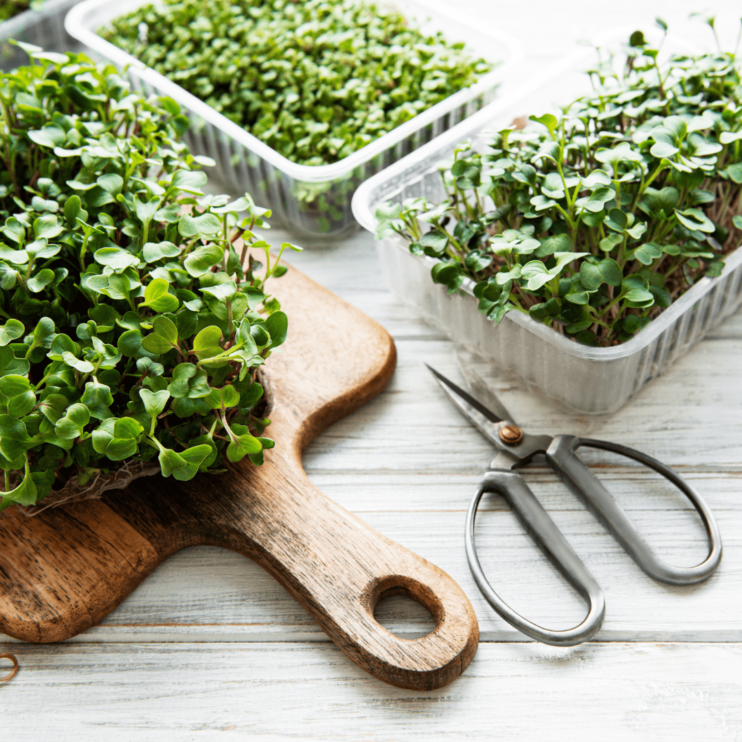 Close-up view of a single type of microgreen, showcasing its delicate and vibrant leaves.