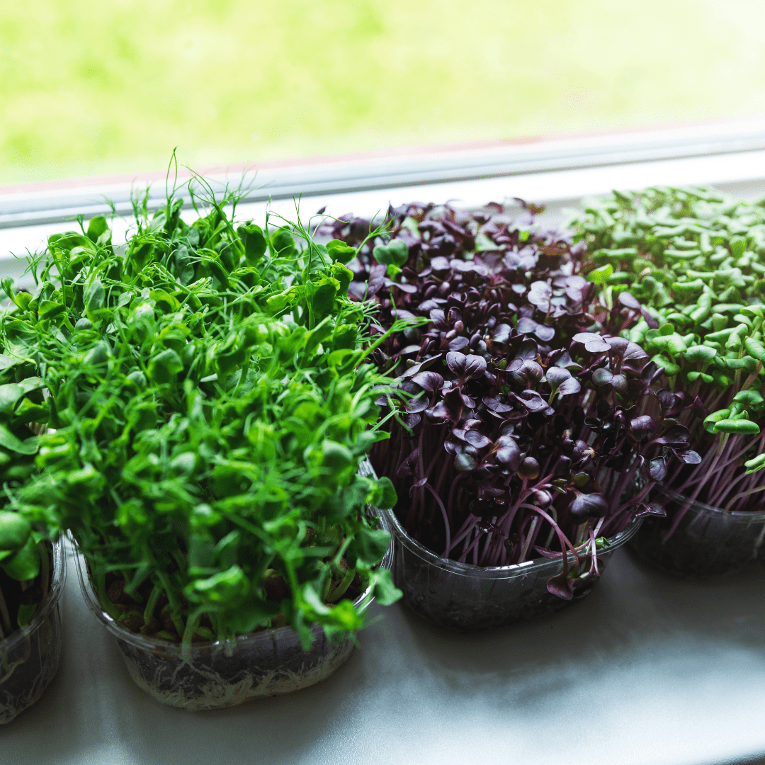 Microgreens green and purple